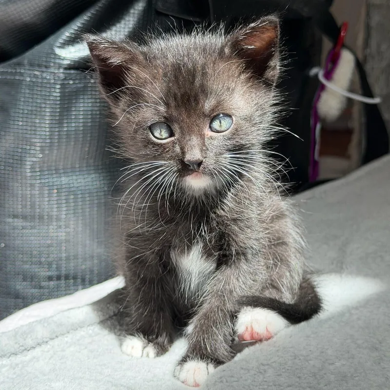 A baby medium-sized male Black American Shorthair cat named Keebler for adoption in Santa Monica, CA
