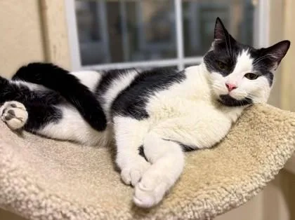 A baby small-sized male Domestic Short Hair cat named Wade for adoption in Visalia, CA