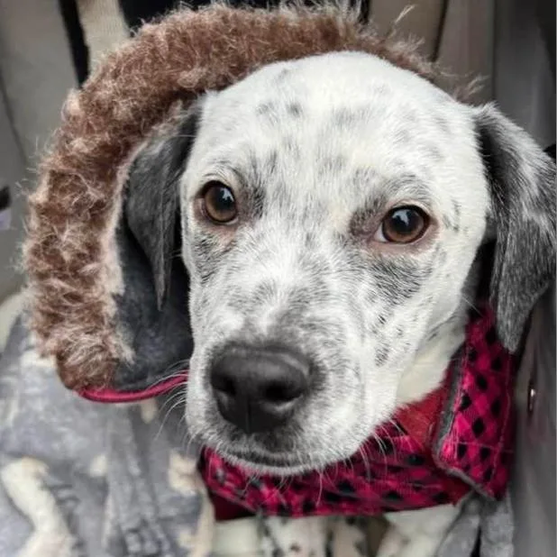 An adult medium-sized female White / Cream Mixed Breed dog named Willow for adoption in New York, NY