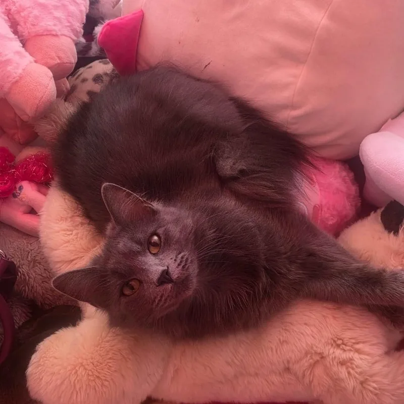 A young medium-sized female Gray / Blue / Silver Domestic Long Hair cat named Princess Pretty Pants for adoption in Reeseville, WI