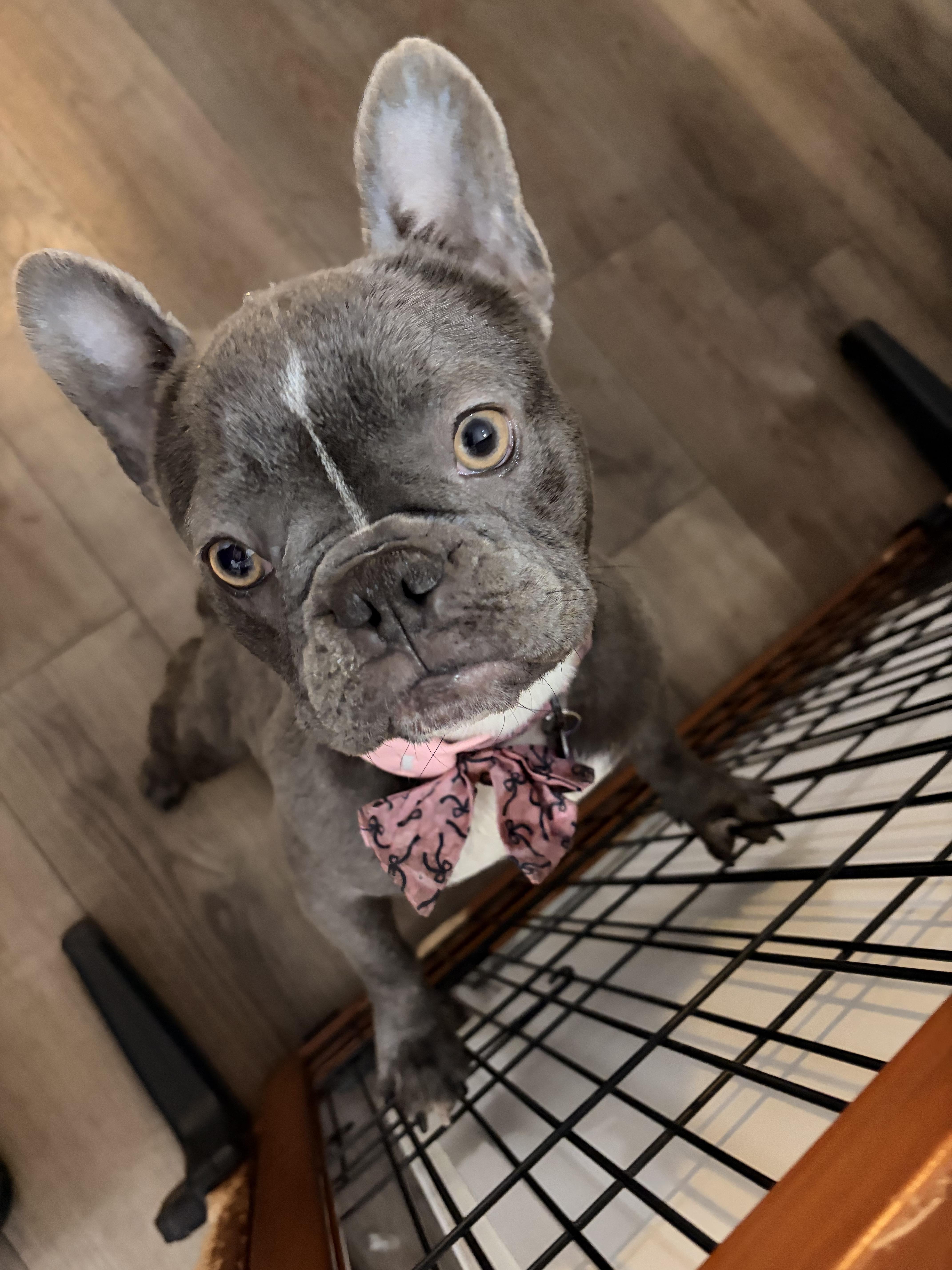 An adult small-sized female French Bulldog dog named Elise for adoption in Byron, IL