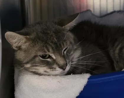 An adult medium-sized male Tabby (Brown / Chocolate) Domestic Short Hair cat named Cupcake for adoption in Dubuque, IA