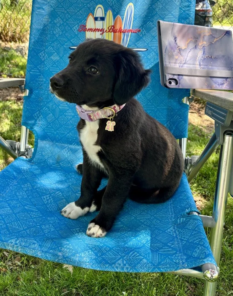 A baby large-sized female Tricolor (Brown, Black, & White) Labrador Retriever dog named Greta for adoption in Greenlawn, NY
