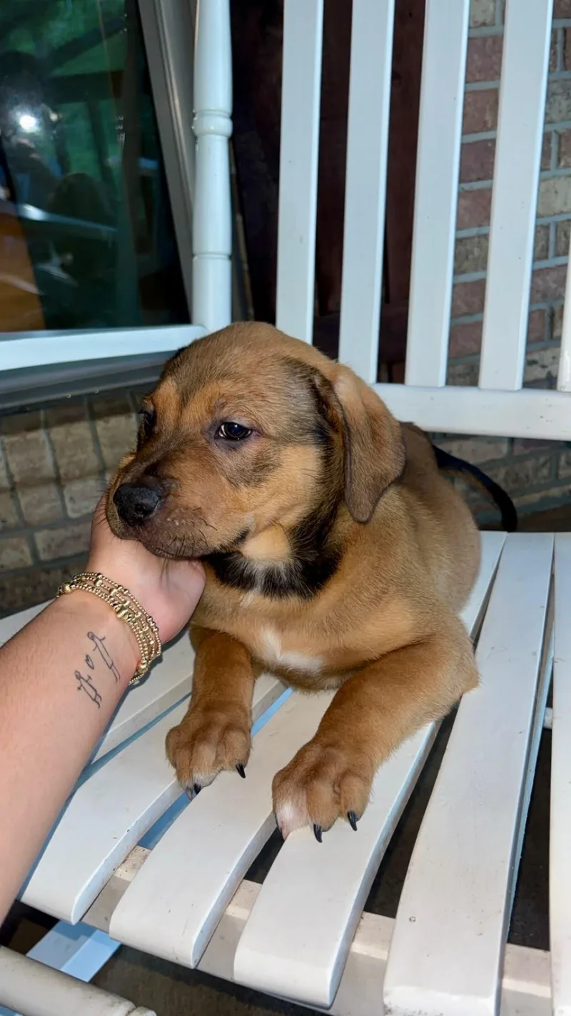 A baby medium-sized male Hound dog named Bandit for adoption in Mobile, AL