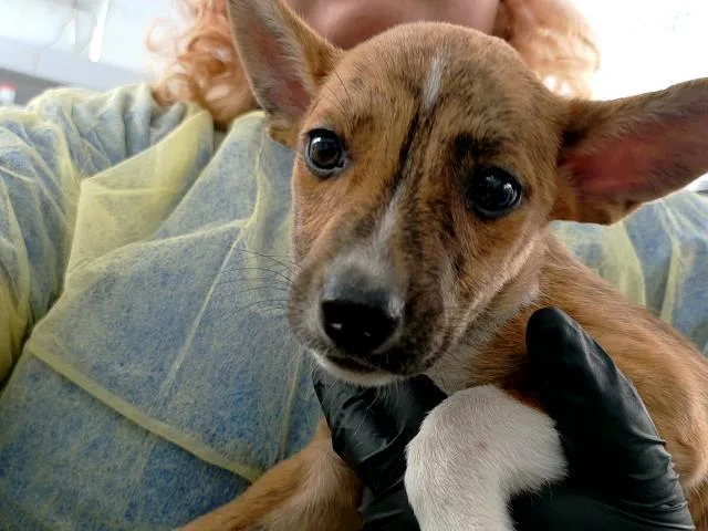 A baby medium-sized female Mixed Breed dog named Amelia for adoption in Dallas, TX