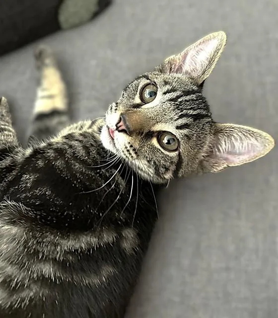 A baby small-sized male Domestic Short Hair cat named Gideon for adoption in Sacramento, CA