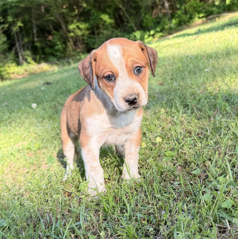 A baby medium-sized female Hound dog named Hazel for adoption in Warrior, AL