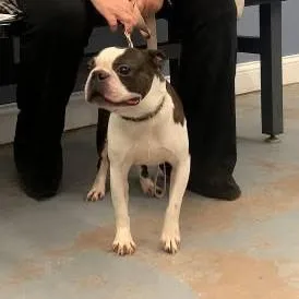A senior small-sized male Brindle Boston Terrier dog named Buster for adoption in Minneapolis, MN