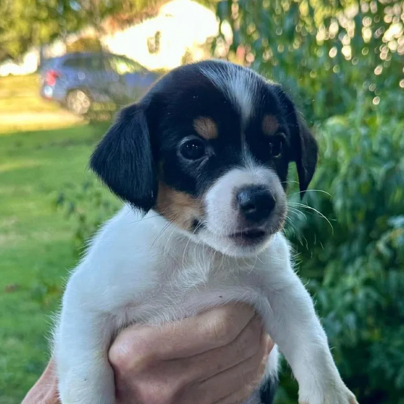A baby small-sized male White / Cream Chihuahua dog named Cow for adoption in Overland Park, KS