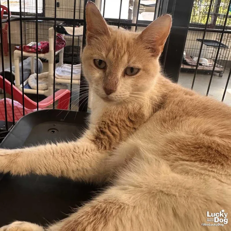 A young medium-sized female Orange & White Domestic Short Hair cat named Running Shoes for adoption in Washington, DC