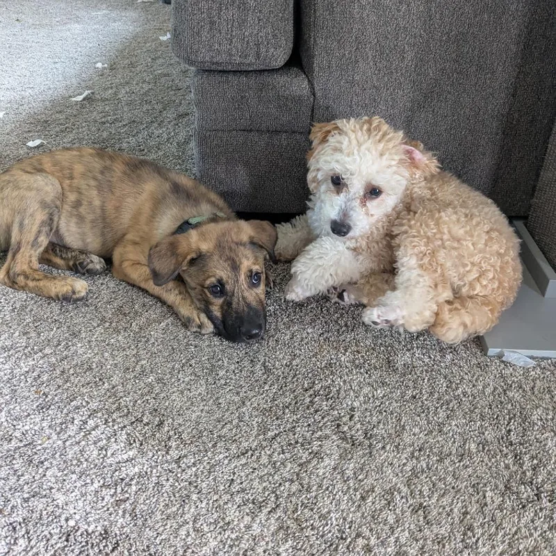 A baby small-sized male Brown / Chocolate Mixed Breed dog named Calypso for adoption in Buffalo, MN