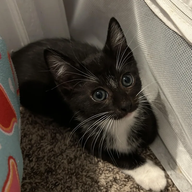 A baby medium-sized male Black & White / Tuxedo Domestic Short Hair cat named Chinook for adoption in Joliet, IL