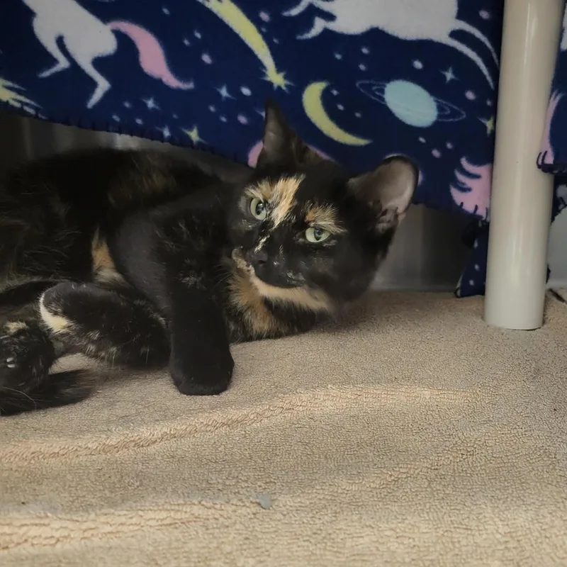 An adult medium-sized female Torbie Domestic Short Hair cat named Inky for adoption in Fort Wayne, IN