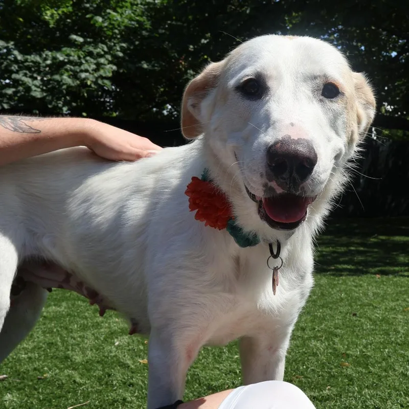 An adult large-sized female White / Cream Mixed Breed dog named Lorelai for adoption in Saint Charles, MO