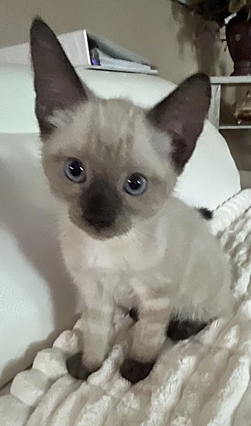 A baby medium-sized male Seal Point Applehead Siamese cat named Marco for adoption in Allen, TX
