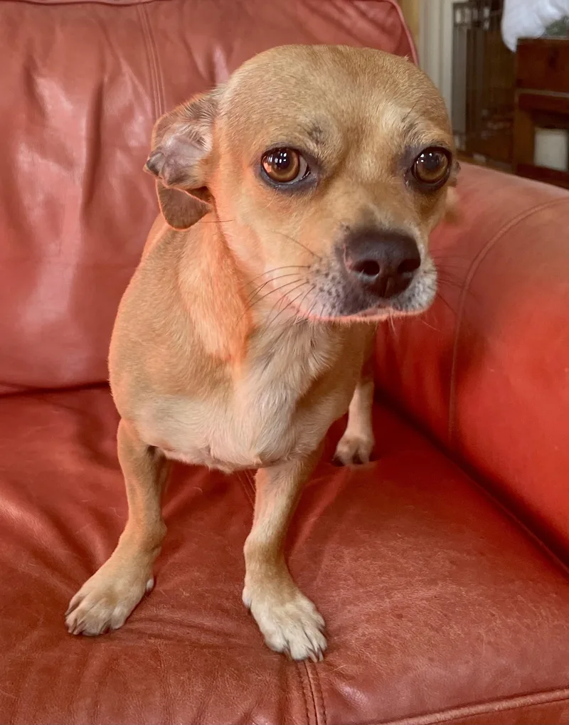 An adult small-sized female Brown / Chocolate Chihuahua dog named Libby for adoption in MORAVIAN FALLS, NC