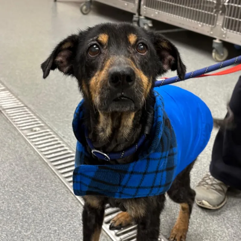 A senior medium-sized female Mixed Breed dog named Sabrina for adoption in Batavia, OH