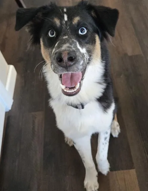 A young medium-sized female Australian Shepherd dog named Skip for adoption in San Antonio, TX