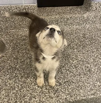 A baby small-sized male Siberian Husky dog named Liam for adoption in Westland, MI