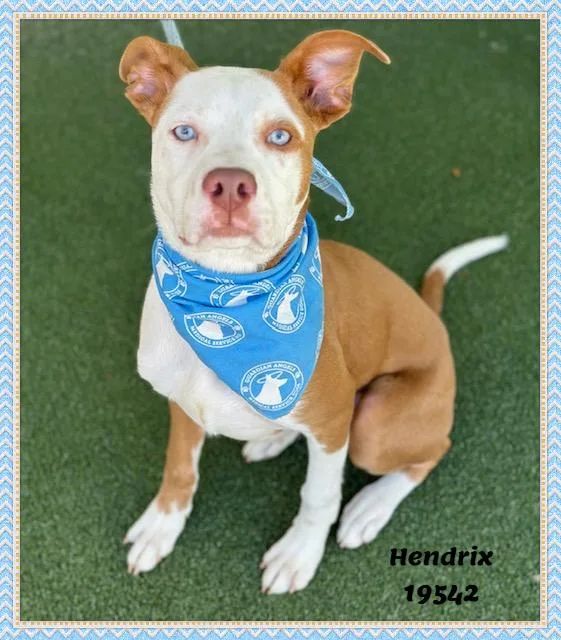 A baby medium-sized male Brown / Chocolate Pit Bull Terrier dog named Hendrix for adoption in Marietta, GA