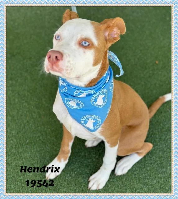 Hendrix thumbnail 2