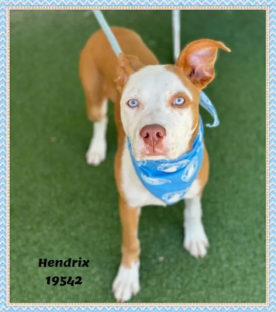 Hendrix thumbnail 3