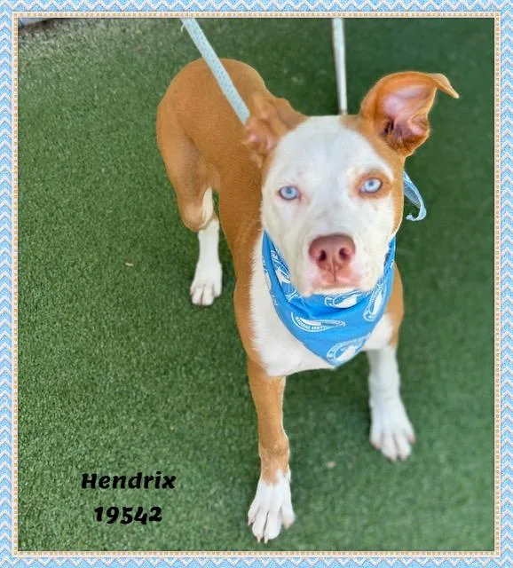 Hendrix thumbnail 4