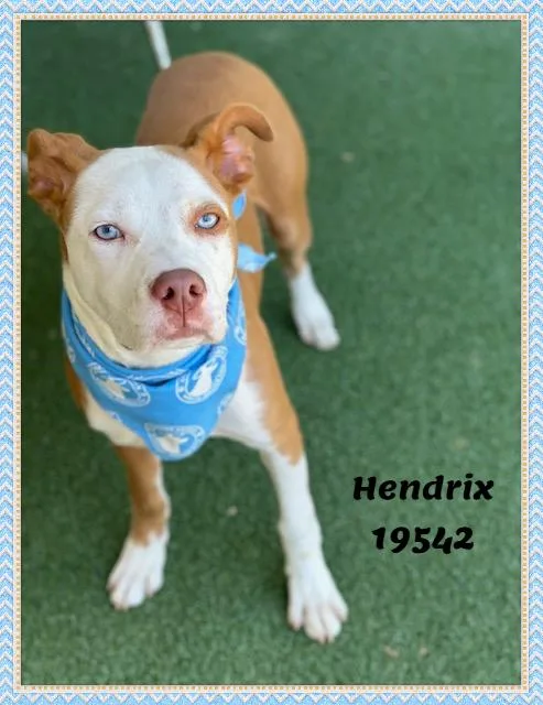Hendrix thumbnail 5