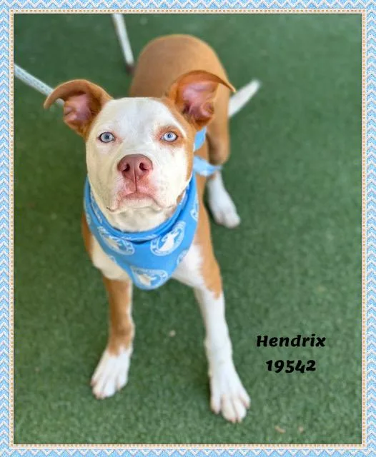 Hendrix thumbnail 6