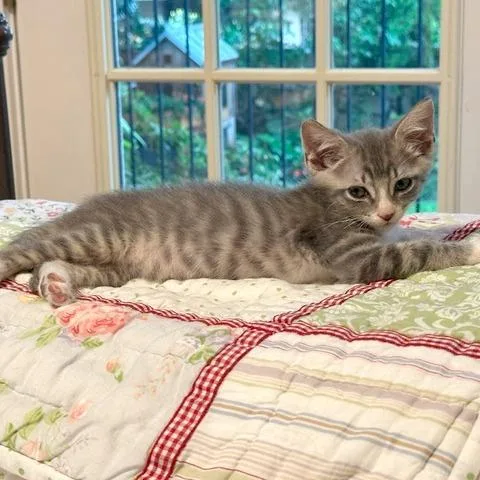 A baby small-sized male Gray / Blue / Silver Domestic Short Hair cat named Monkey Steve for adoption in Austin, TX