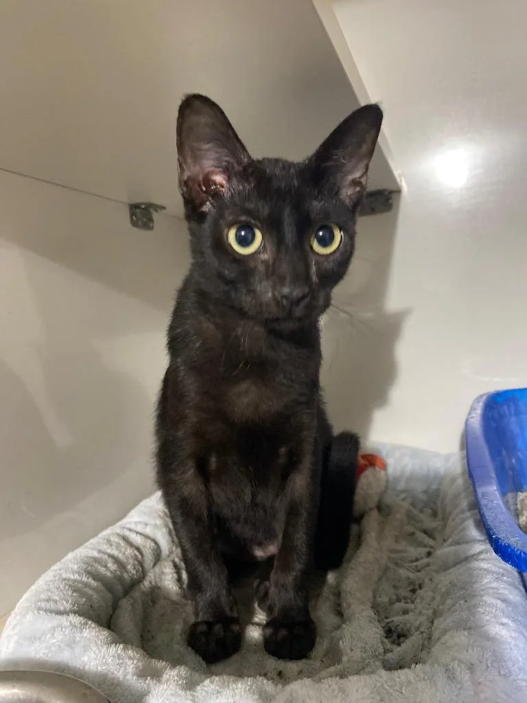 A baby small-sized male Domestic Short Hair cat named Jonah for adoption in Corpus Christi, TX