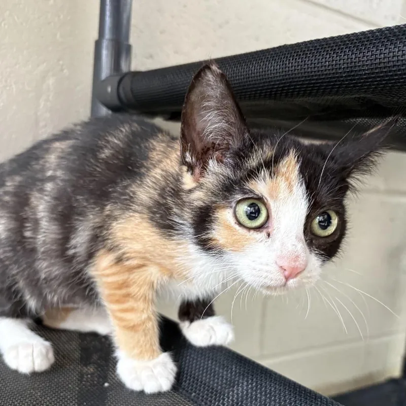 A baby small-sized female Black Domestic Medium Hair cat named $. Chickky Bickky for adoption in Gloucester, VA