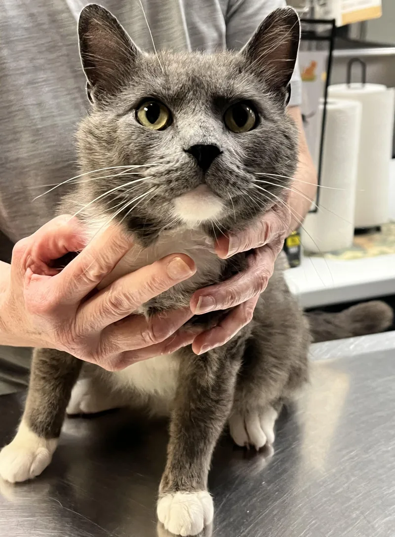 A young medium-sized male Gray & White Domestic Short Hair cat named Cosmo for adoption in Johnston, RI