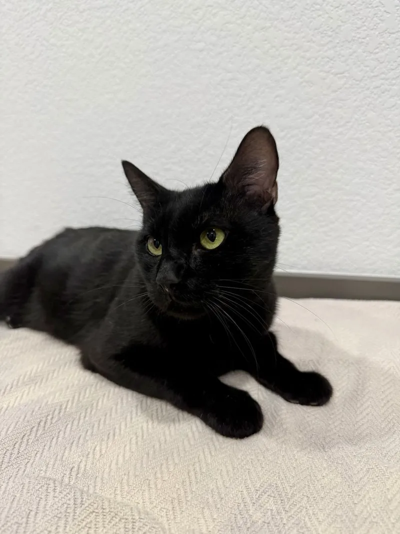 A young medium-sized male Black Domestic Short Hair cat named Peta for adoption in Las Vegas, NV