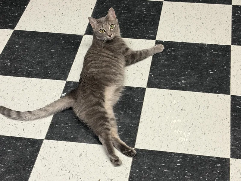 A young medium-sized female American Shorthair cat named Puma for adoption in Perry, GA