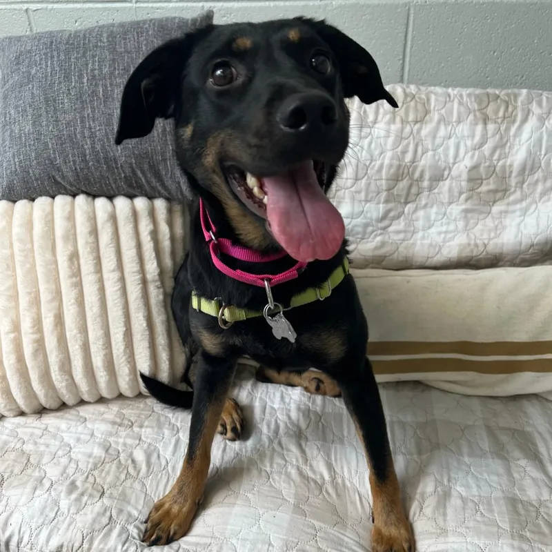 An adult medium-sized female Black Mixed Breed dog named Sparkles for adoption in Falls Church, VA