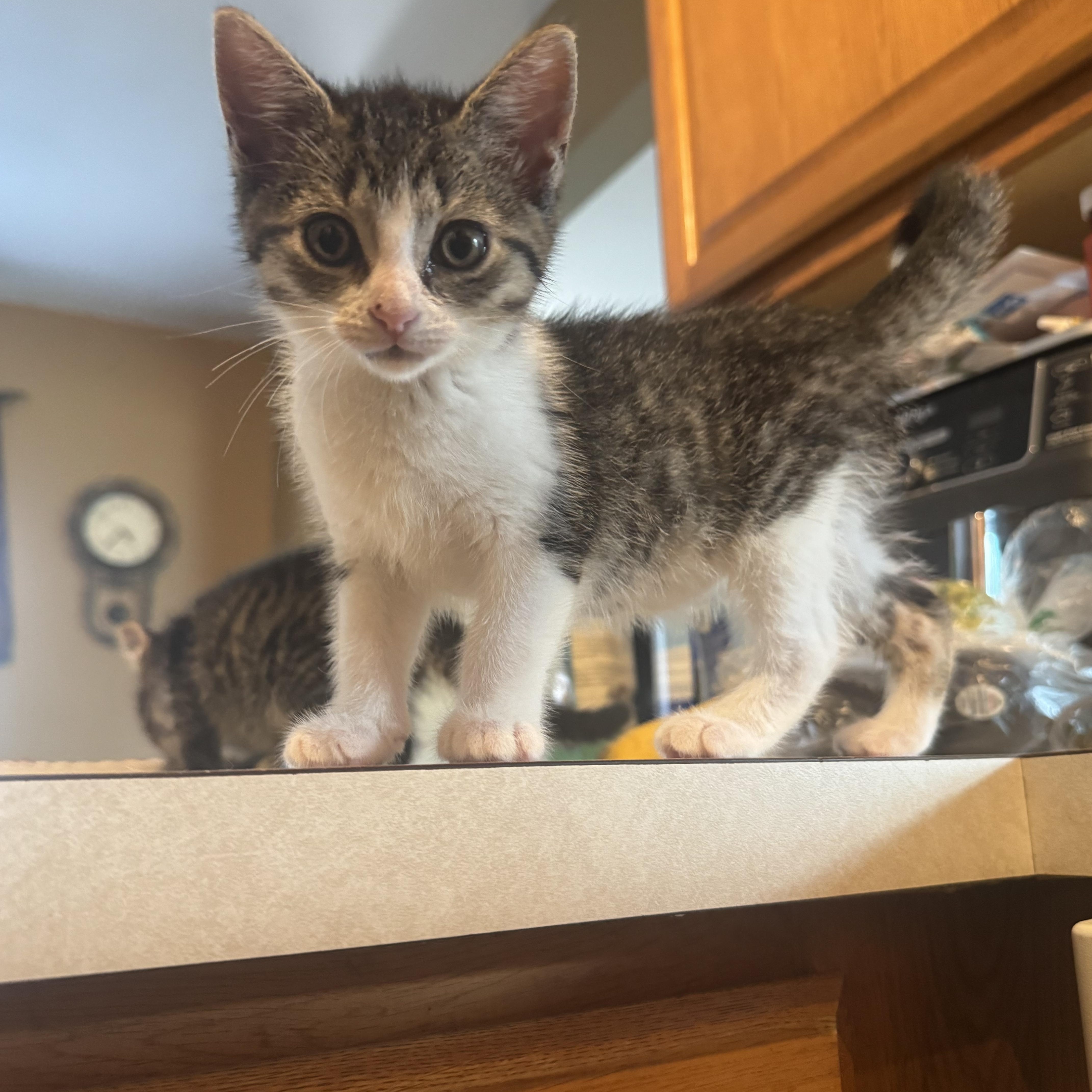 A baby medium-sized female Tabby (Brown / Chocolate) Tabby cat named Daphne for adoption in Wyandotte, MI