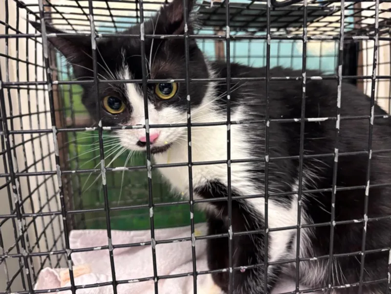 A young medium-sized female Domestic Short Hair cat named Dahlia for adoption in Houston, TX