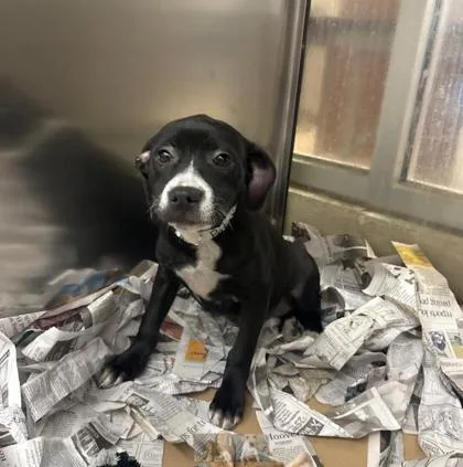 A baby medium-sized female Mixed Breed dog named Patsy for adoption in West Chester, PA