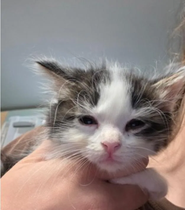A baby small-sized male White Domestic Medium Hair cat named Tetra for adoption in Marshall, NC