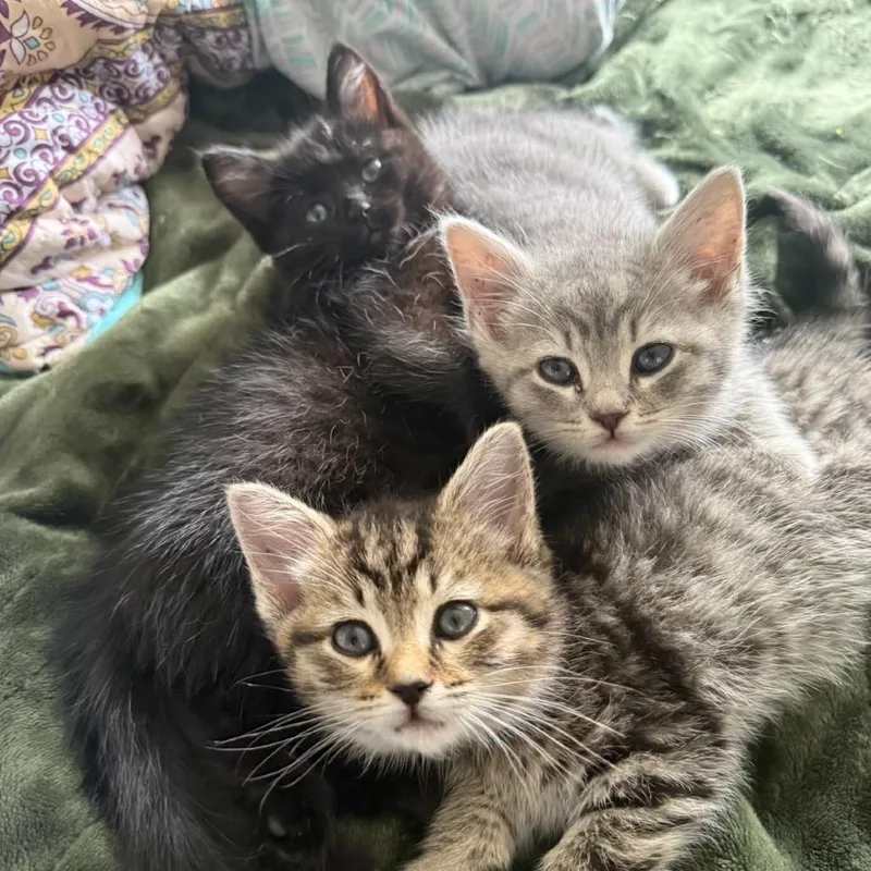 A baby small-sized female Brown / Chocolate Domestic Medium Hair cat named Joyous Chaos for adoption in Fredericksburg, VA