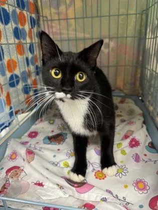 An adult medium-sized female Domestic Short Hair cat named Misha for adoption in Gainesville, FL