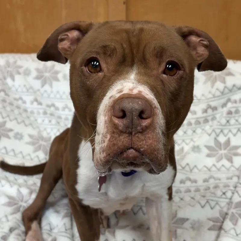 An adult medium-sized female Pit Bull Terrier dog named Hannah for adoption in Valparaiso, IN