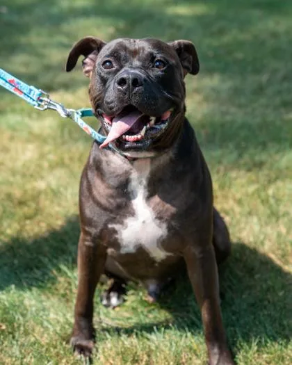 An adult large-sized male Pit Bull Terrier dog named Richard for adoption in Pequot Lakes, MN