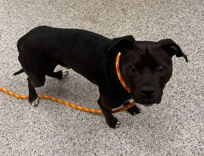 An adult medium-sized male Black Pit Bull Terrier dog named Bonanza for adoption in Kansas City, MO