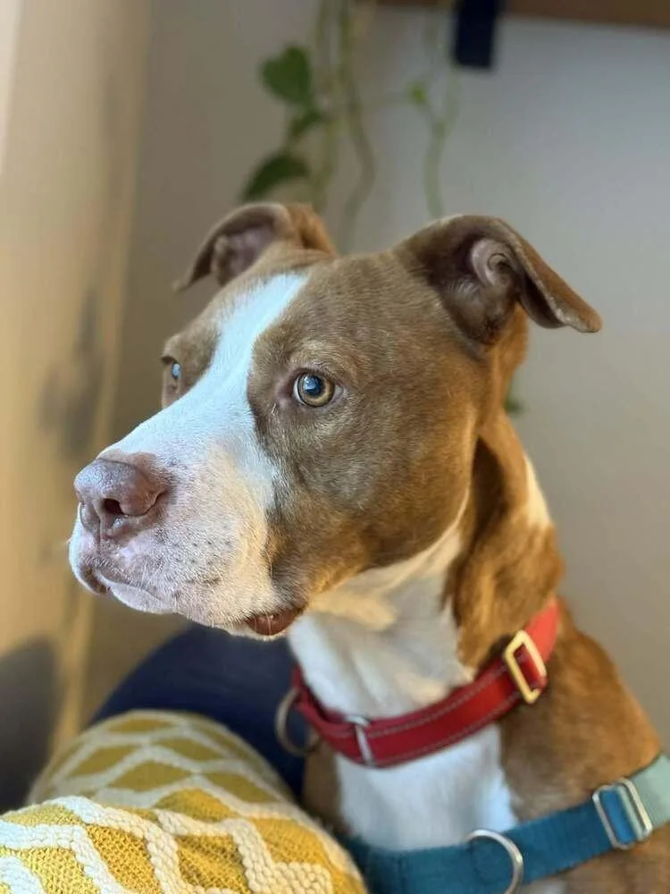 An adult large-sized male Terrier dog named Ace for adoption in Candler, NC