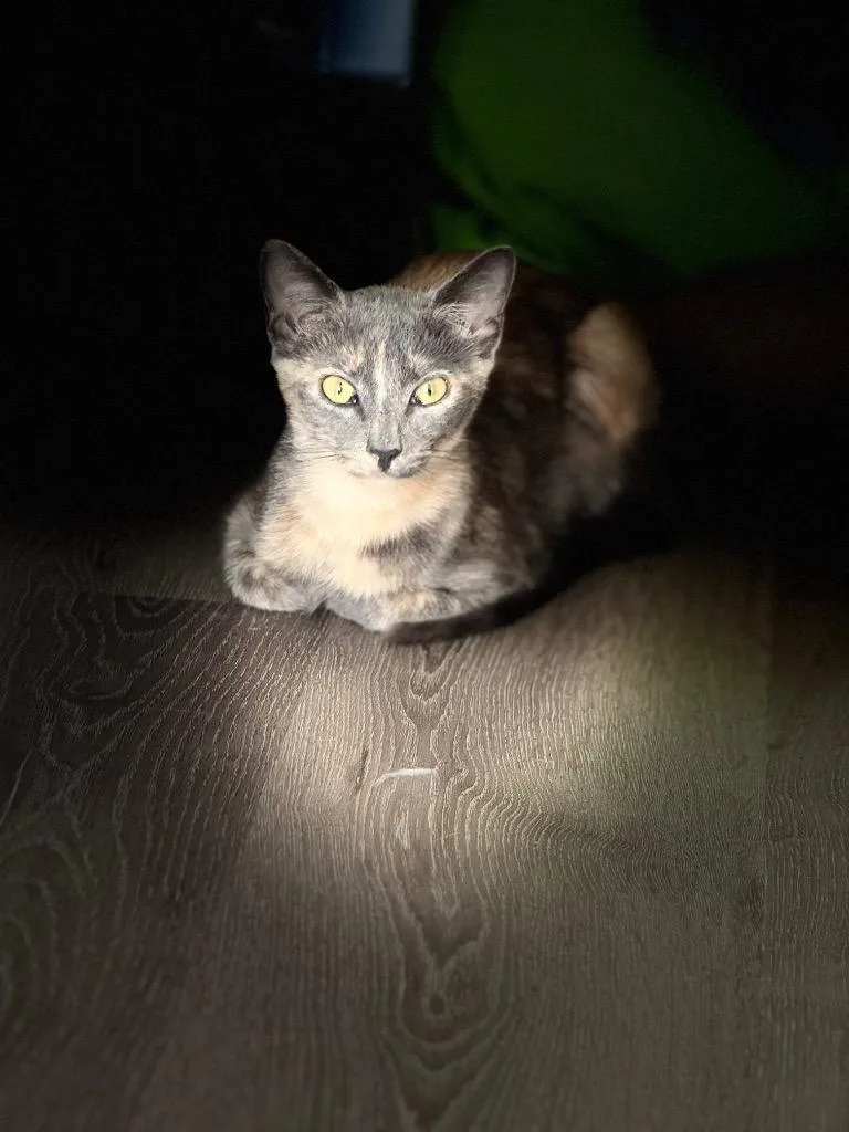 A baby medium-sized female Domestic Short Hair cat named Gertrude Stein for adoption in Hot Springs, AR