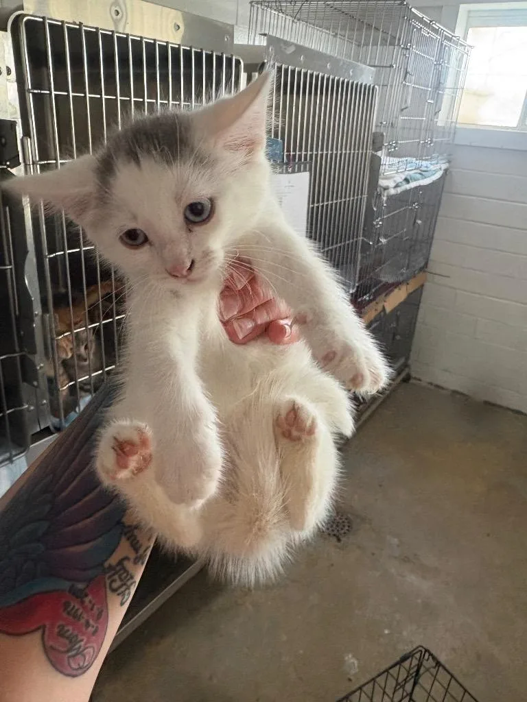 A baby large-sized male Domestic Short Hair cat named Kiba for adoption in Brownwood, TX