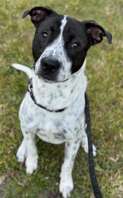 A young large-sized male Pointer dog named Cody for adoption in Fort Lauderdale, FL