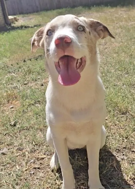 A baby medium-sized female Australian Shepherd dog named Jitterbug for adoption in Manchester, CT